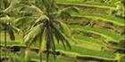 Rice Terraces - Bali T V (PBH4 00 16577)